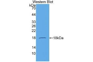 Western blot analysis of the recombinant protein. (CCL21 Antikörper  (AA 24-134))
