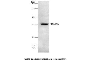 Image no. 1 for anti-DNA Repair Protein RAD51 Homolog 3 (RAD51C) antibody (ABIN363205) (RAD51C Antikörper)