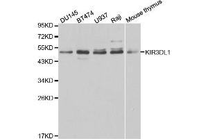 Western blot analysis of extracts of various cell lines, using KIR3DL1 antibody. (KIR3DL1 Antikörper)