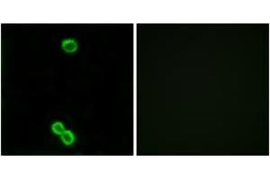 Immunofluorescence analysis of MCF7 cells, using RPL3L Antibody. (RPL3L Antikörper  (AA 211-260))