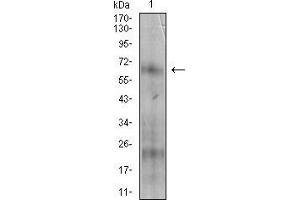Western blot analysis using NT5E mouse mAb against A431 cell lysate. (CD73 Antikörper  (AA 30-250))