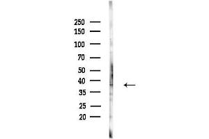 anti-Y Box Binding Protein 2 (YBX2) (C-Term) antibody