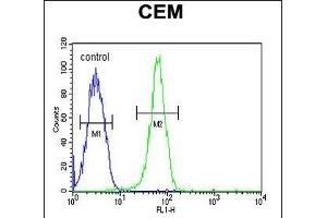 KIF24 Antibody (N-term) (ABIN651907 and ABIN2840447) flow cytometric analysis of CEM cells (right histogram) compared to a negative control cell (left histogram).