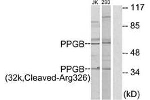 Western Blotting (WB) image for anti-Cathepsin A (CTSA) (AA 277-326), (Cleaved-Arg326) antibody (ABIN2891203) (CTSA Antikörper  (Cleaved-Arg326))