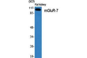Western Blot (WB) analysis of specific cells using mGluR-7 Polyclonal Antibody. (GRM7 Antikörper  (C-Term))