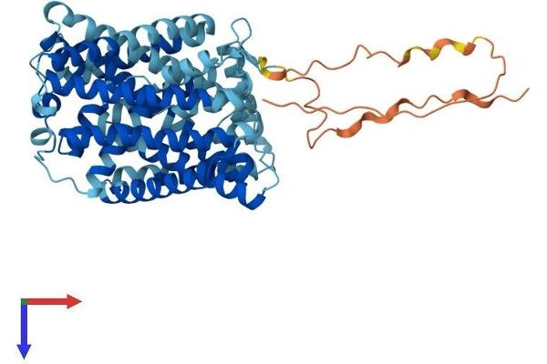 SLC7A10 Protein (AA 1-530) (His tag)