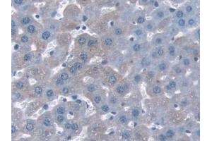 Detection of NQO1 in Mouse Liver Tissue using Polyclonal Antibody to NADH Dehydrogenase, Quinone 1 (NQO1) (NQO1 Antikörper  (AA 2-274))