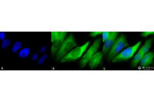 Immunocytochemistry/Immunofluorescence analysis using Mouse Anti-Hsp90 alpha/beta Monoclonal Antibody, Clone K41220A . (HSP90 alpha/beta Antikörper  (AA 291-304) (Biotin))