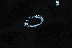 Immunofluorescent staining of WI-38 cells. (Golgin A2 (GOLGA2) (AA 869-982) Antikörper)