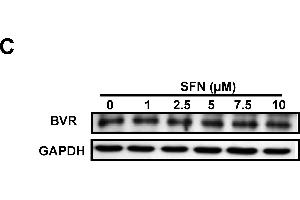 Western Blotting (WB) image for anti-Glyceraldehyde-3-Phosphate Dehydrogenase (GAPDH) antibody (ABIN2857072)