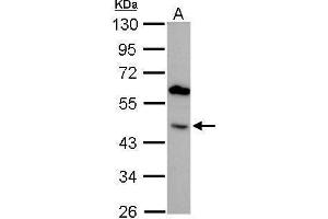 WB Image BMP4 antibody detects BMP4 protein by Western blot analysis. (BMP4 Antikörper)