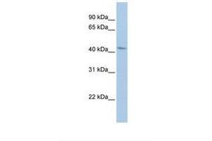 Image no. 1 for anti-BarH-Like Homeobox 2 (BARHL2) (AA 216-265) antibody (ABIN6738390) (BARHL2 Antikörper  (AA 216-265))