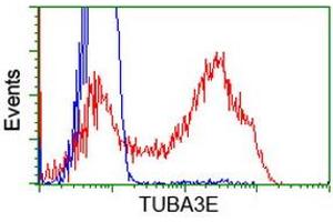 HEK293T cells transfected with either RC209279 overexpress plasmid (Red) or empty vector control plasmid (Blue) were immunostained by anti-TUBA3E antibody (ABIN2453755), and then analyzed by flow cytometry. (TUBA3E Antikörper)