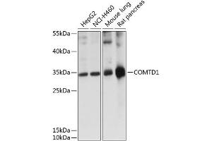 COMTD1 Antikörper  (AA 33-262)
