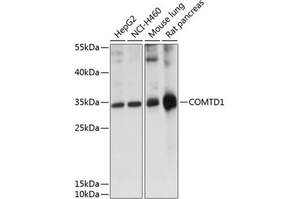 COMTD1 Antikörper  (AA 33-262)