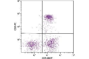 Feline peripheral blood lymphocytes were stained with Mouse Anti-Feline CD5-BIOT. (CD5 Antikörper  (Biotin))