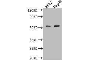 Western Blot Positive WB detected in: A549 whole cell lysate, HepG2 whole cell lysate, HEK293 whole cell lysate, Rat liver tissue All lanes: SLC16A7 antibody at 2.