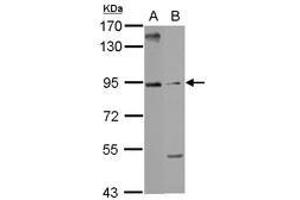 Image no. 1 for anti-Armadillo Repeat Containing 3 (ARMC3) (AA 318-547) antibody (ABIN1496728) (ARMC3 Antikörper  (AA 318-547))