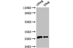 Western Blot Positive WB detected in Recombinant protein All lanes: MALD3 antibody at 3. (MARVELD3 Antikörper  (AA 25-115))