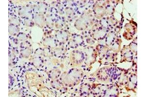 Immunohistochemistry of paraffin-embedded human pancreatic tissue using ABIN7149383 at dilution of 1:100 (GBA3 Antikörper  (AA 1-162))