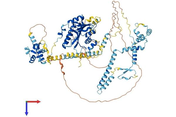 FTSJ3 Protein (AA 1-838) (His tag)
