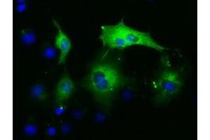 Anti-PAICS mouse monoclonal antibody (ABIN2453416) immunofluorescent staining of COS7 cells transiently transfected by pCMV6-ENTRY PAICS (RC215225). (PAICS Antikörper)