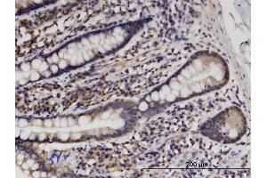 Immunostaining (ISt) image for anti-Histidine Triad Nucleotide Binding Protein 1 (HINT1) (AA 1-126) antibody (ABIN516453)