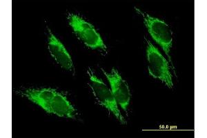 Immunofluorescence of purified MaxPab antibody to UQCRC1 on HepG2 cell. (UQCRC1 Antikörper  (AA 1-480))