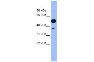 WB Suggested Anti-PSMC4 Antibody Titration: 0. (PSMC4 Antikörper  (N-Term))