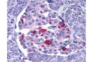 Immunohistochemistry of EndoG in human pancreas with EndoG antibody at 15 μg/ml. (Endonuclease G Antikörper)