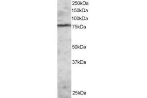 Image no. 1 for anti-Enhancer of Zeste Homolog 1 (EZH1) (N-Term) antibody (ABIN374284)