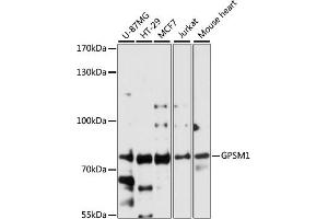Western blot analysis of extracts of various cell lines, using GPSM1 antibody (ABIN6132134, ABIN6141363, ABIN6141364 and ABIN6224758) at 1:3000 dilution. (GPSM1 Antikörper  (AA 158-457))