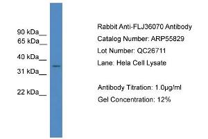 anti-FLJ36070 (Middle Region) antibody
