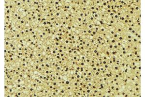 ABIN6276741 at 1/100 staining Mouse liver tissue by IHC-P. (NR1I2 Antikörper  (C-Term))