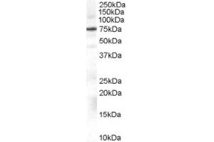 Image no. 1 for anti-Adrenergic, Beta, Receptor Kinase 1 (ADRBK1) (Internal Region) antibody (ABIN374657) (GRK2 Antikörper  (Internal Region))