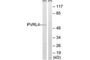 Western blot analysis of extracts from NIH-3T3 cells, using PVRL4 Antibody. (PVRL4 Antikörper  (AA 312-361))
