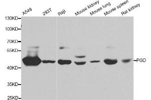 Western blot analysis of extracts of various cell lines, using PGD antibody.