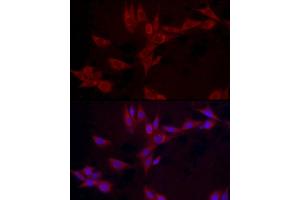 Immunofluorescence (IF) image for anti-Leptin (LEP) (AA 22-167) antibody (ABIN1513150)