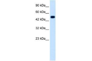 CLCN6 antibody used at 1. (CLCN6 Antikörper  (C-Term))