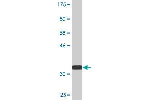 Western Blot detection against Immunogen (36. (CDC20B Antikörper  (AA 416-515))