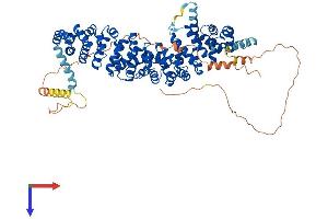 JUP Protein (AA 1-745) (His tag)