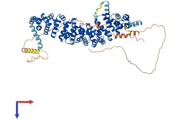 JUP Protein (AA 1-745) (His tag)