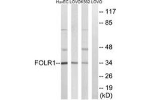 Western Blotting (WB) image for anti-Folate Receptor 1 (Adult) (FOLR1) (AA 41-90) antibody (ABIN2890321) (FOLR1 Antikörper  (AA 41-90))
