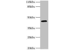 Western blot All lanes: USP12 antibody at 2 μg/mL + Mouse liver tissue Secondary Goat polyclonal to rabbit IgG at 1/10000 dilution Predicted band size: 43 kDa Observed band size: 43 kDa (USP12 Antikörper  (C-Term))