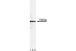 Western blot analysis of Syk. (SYK Antikörper  (AA 314-339))