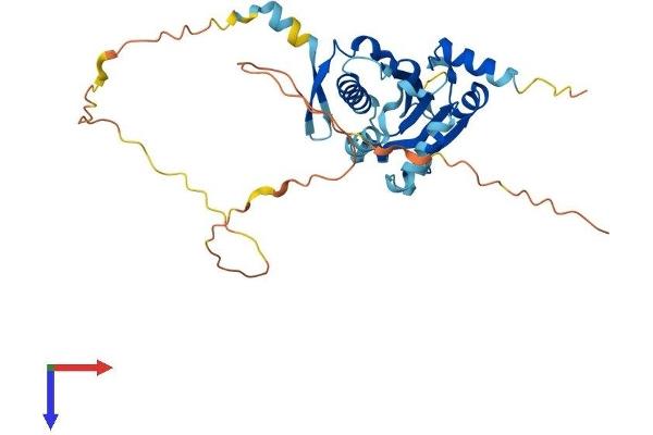 BNIP2 Protein (AA 1-314) (His tag)