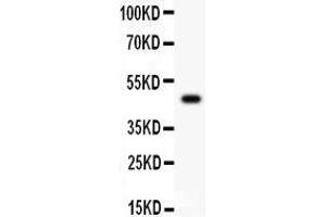 Anti-CD43 Picoband antibody, Western blotting All lanes: Anti CD43  at 0.