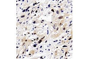 Immunohistochemistry (Paraffin-embedded Sections) (IHC (p)) image for anti-Apoptosis Inhibitor 5 (API5) antibody (ABIN7073094)