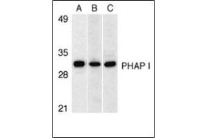 Western blot analysis of PHAP I expression in human Raji cell (A), mouse (B) and rat (C) testis tissue llysates with this product at 1 μg/ml. (PHAP1 Antikörper  (C-Term))