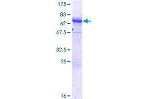 Image no. 1 for SH3-Domain GRB2-Like Endophilin B2 (SH3GLB2) (AA 1-395) protein (GST tag) (ABIN1319912) (SH3GLB2 Protein (AA 1-395) (GST tag))